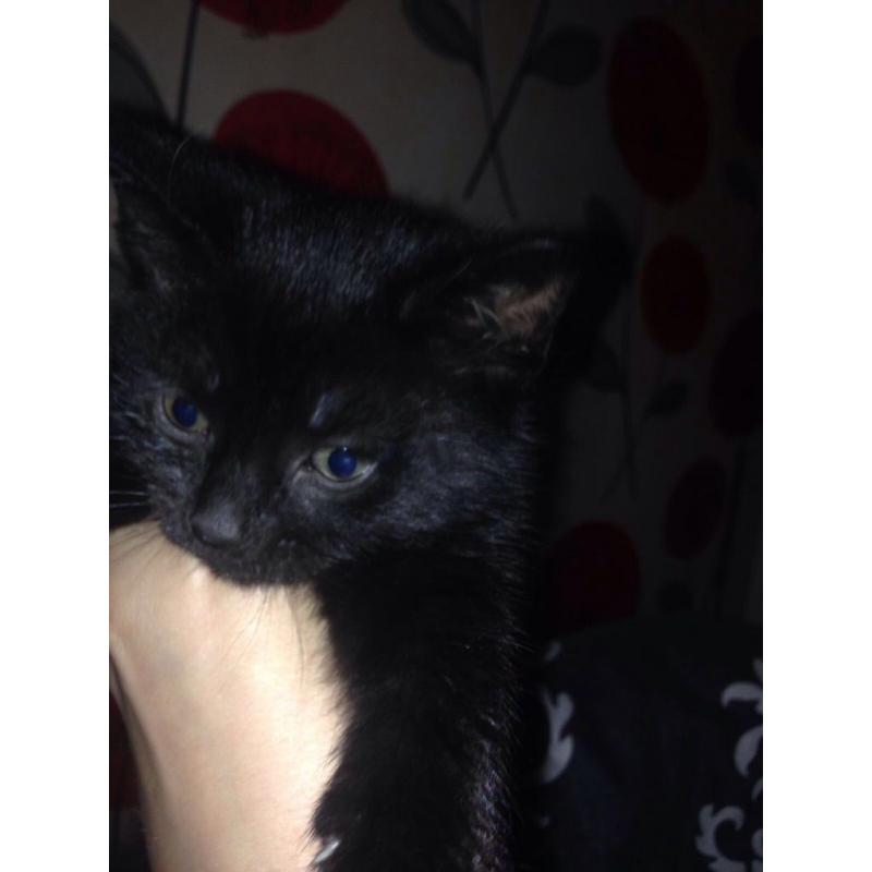 Black Kitten