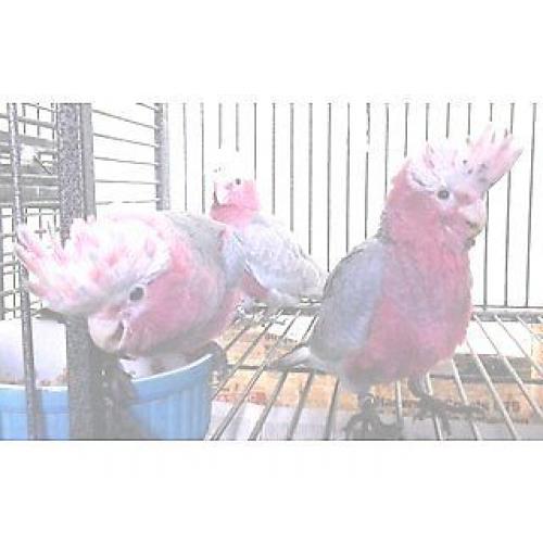 Cuddly Tame Baby Galah (PINK) Cockatoo