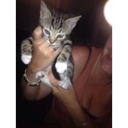 2 ABSOLUTELY GORGEOUS SISTER AND BROTHER KITTENS