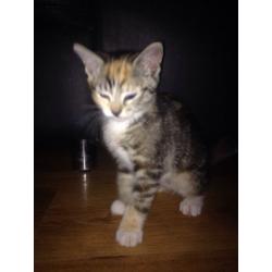 2 ABSOLUTELY GORGEOUS SISTER AND BROTHER KITTENS