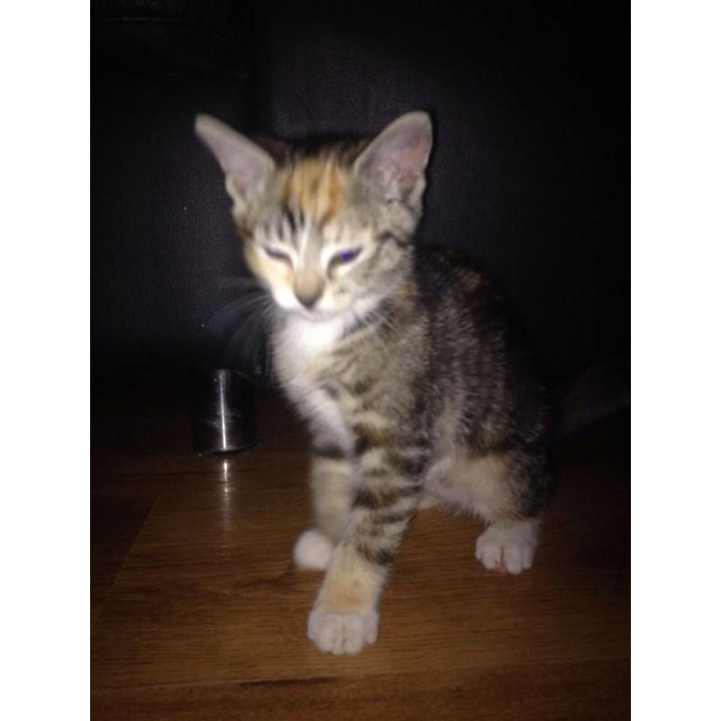 2 ABSOLUTELY GORGEOUS SISTER AND BROTHER KITTENS