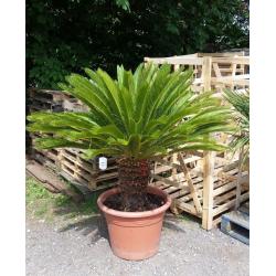 Cycas Revoluta 55L Pot. 45cm trunk, 5ft+ tall inc pot winter hardy to -8 degrees FREE DELIVERY