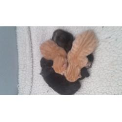 Kittens 10weeks old ready now