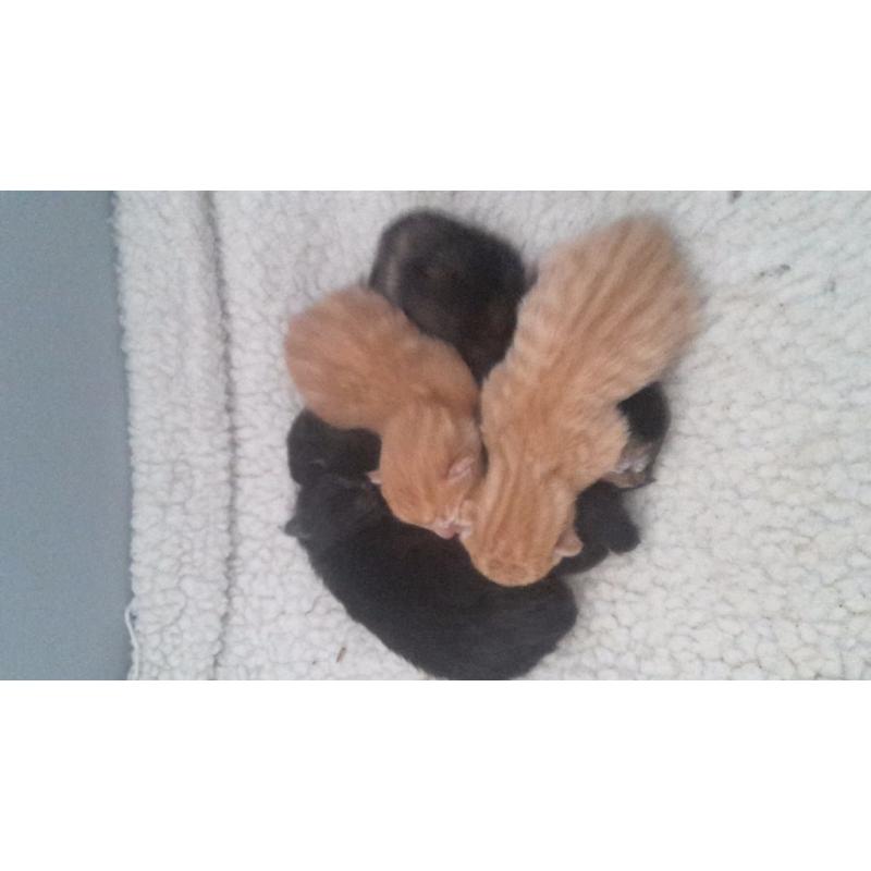 Kittens 10weeks old ready now