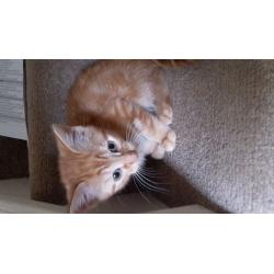 Kittens 10weeks old ready now