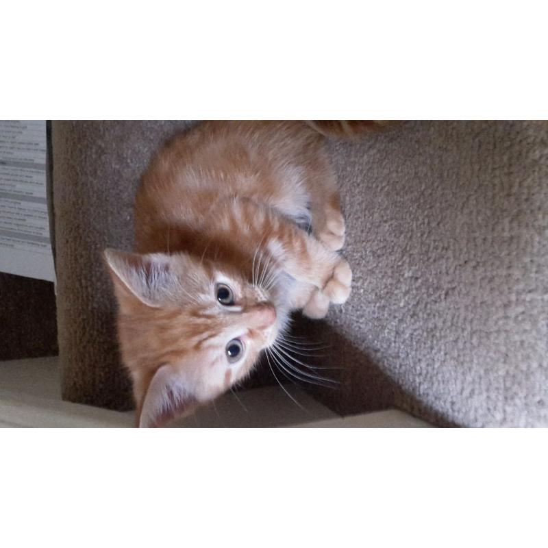 Kittens 10weeks old ready now
