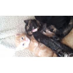 Kittens 10weeks old ready now