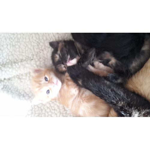 Kittens 10weeks old ready now