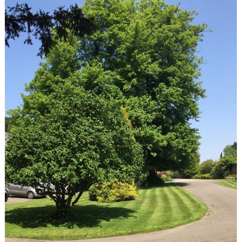 Thickthorn Garden Care - Gardening services to suit all wants and needs.