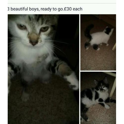Kittens x3 boys