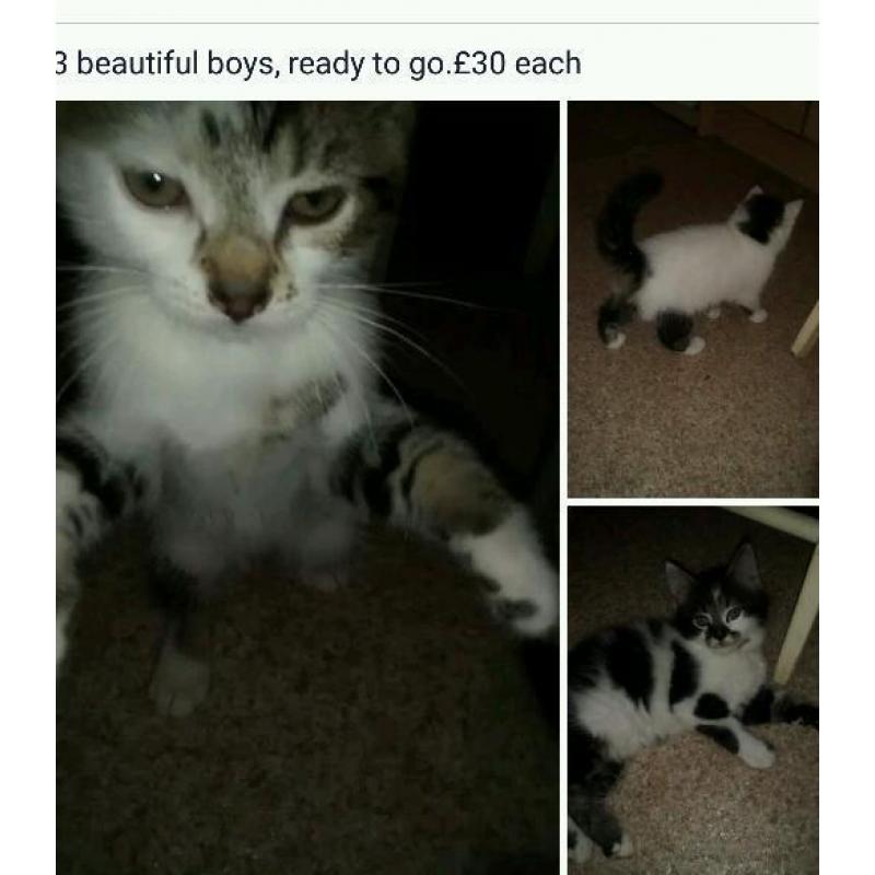 Kittens x3 boys