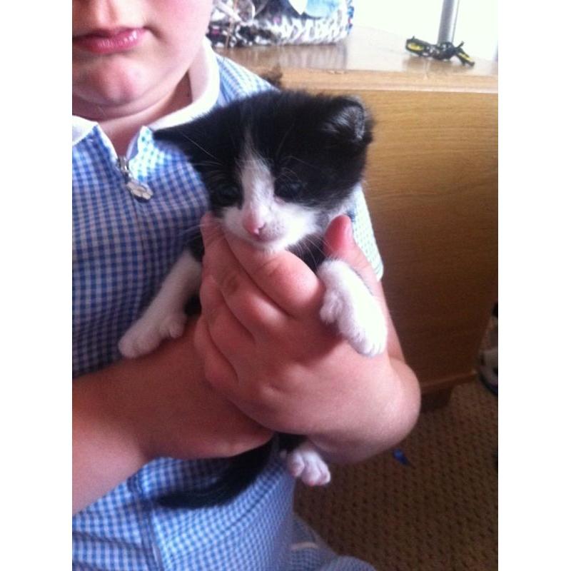 Beautiful kittens for sale, to good loving homes only.