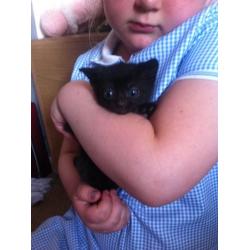 Beautiful kittens for sale, to good loving homes only.