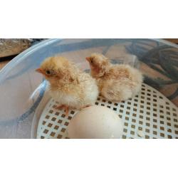 Day old Buff Orpington chicks