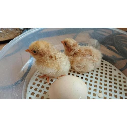 Day old Buff Orpington chicks