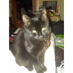 9 month old Long Haired Black Female Kitten in need of good home.