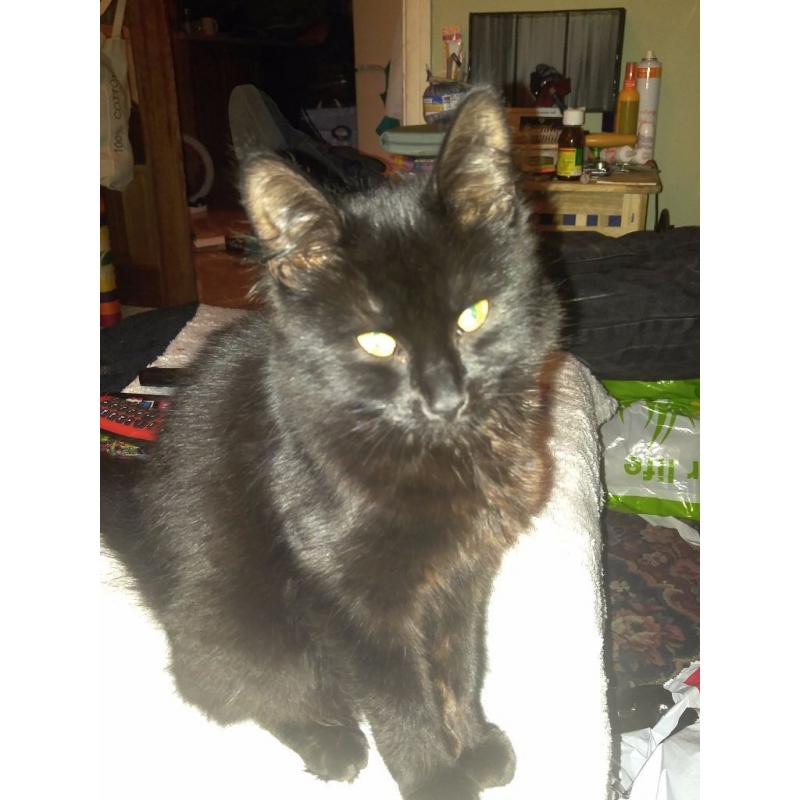 9 month old Long Haired Black Female Kitten in need of good home.