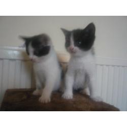 The most adorable kittens for sale - unbelievably loving, playful and cute