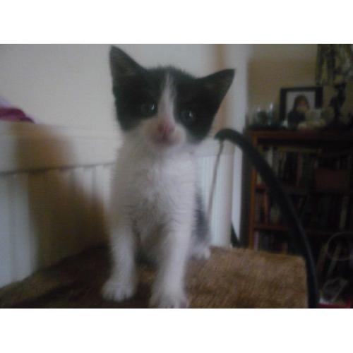 The most adorable kittens for sale - unbelievably loving, playful and cute