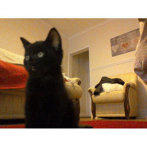 Kitten. All black, 8 weeks old.