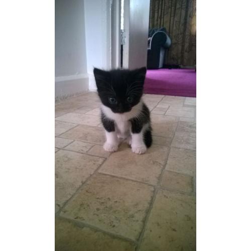 kitten gor sale