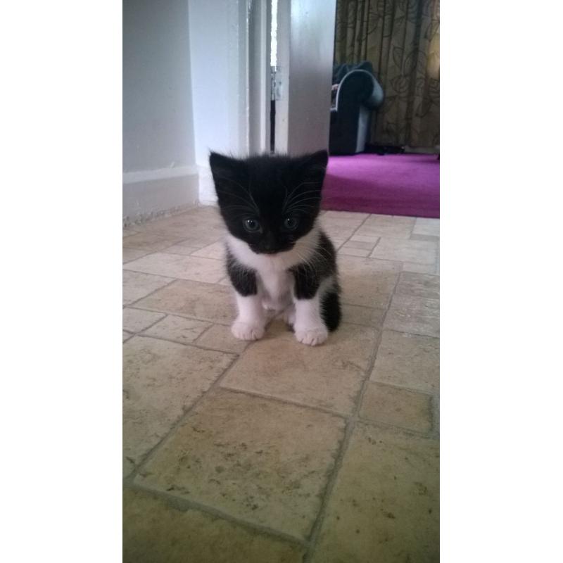 kitten gor sale