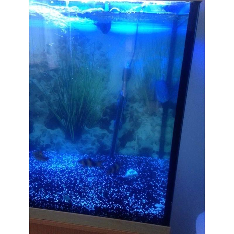 180 litre fish tank with accessories