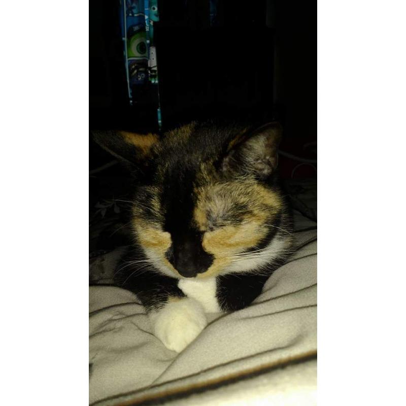 Missing cat