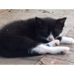 Lovely friendly kittens ready to go
