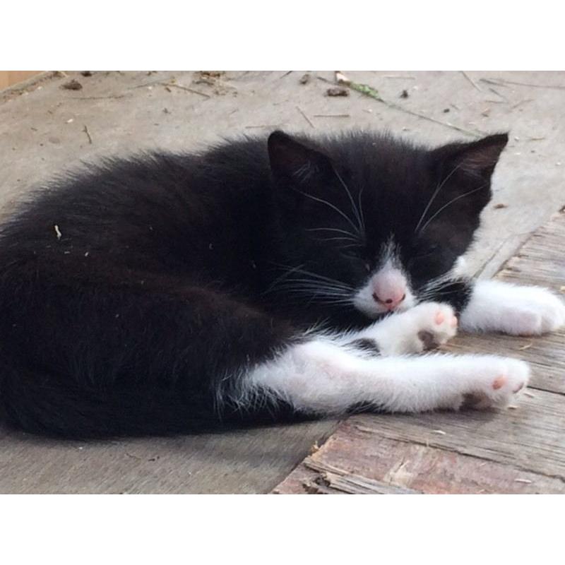 Lovely friendly kittens ready to go