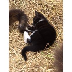 Lovely friendly kittens ready to go
