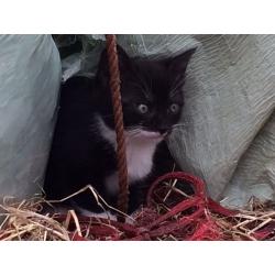 Lovely friendly kittens ready to go