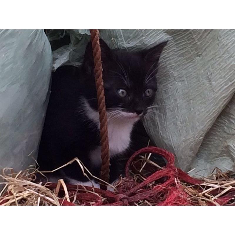 Lovely friendly kittens ready to go