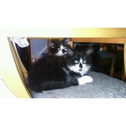 Black and white kittens for sale