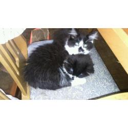 Black and white kittens for sale