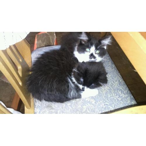 Black and white kittens for sale