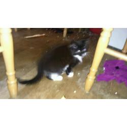 Black and white kittens for sale