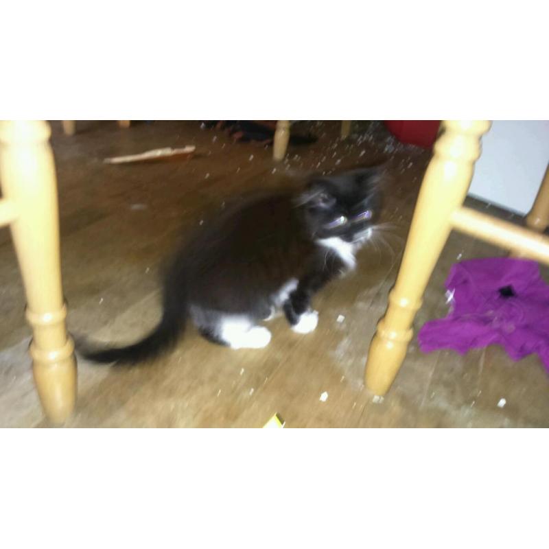 Black and white kittens for sale
