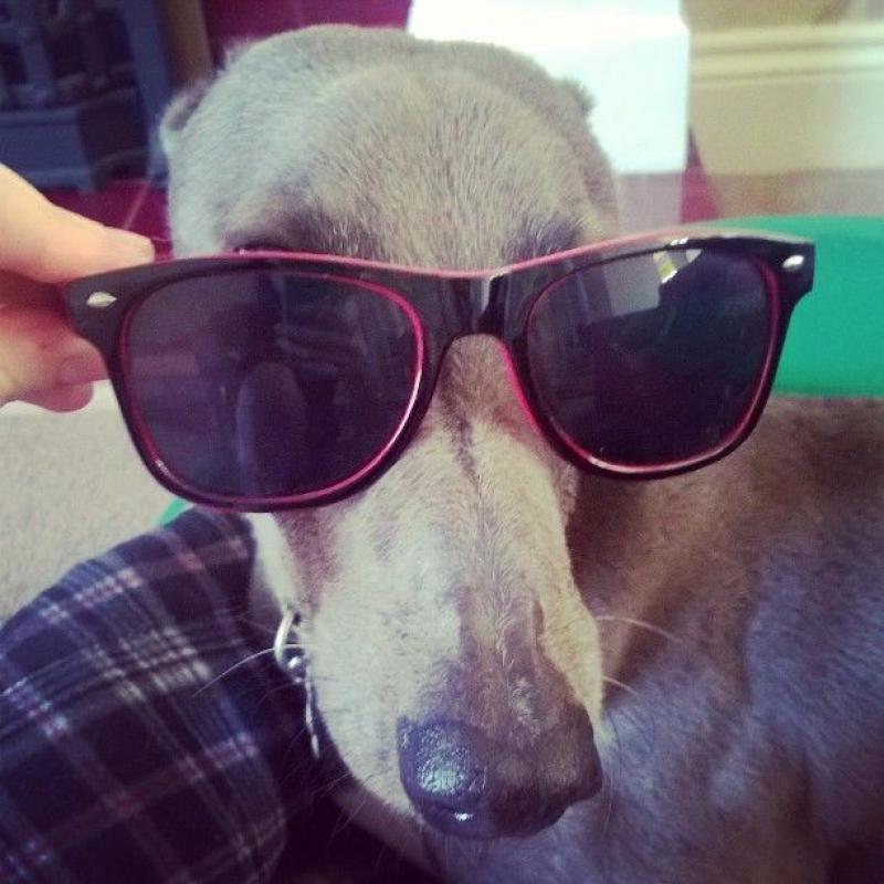 JJs Dog Walking / dog walker + small animal holiday care. pet sitter / pet sitting