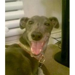 JJs Dog Walking / dog walker + small animal holiday care. pet sitter / pet sitting