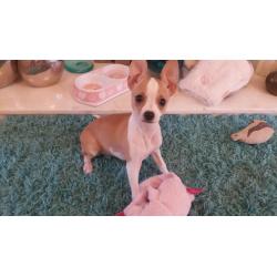 JJs Dog Walking / dog walker + small animal holiday care. pet sitter / pet sitting