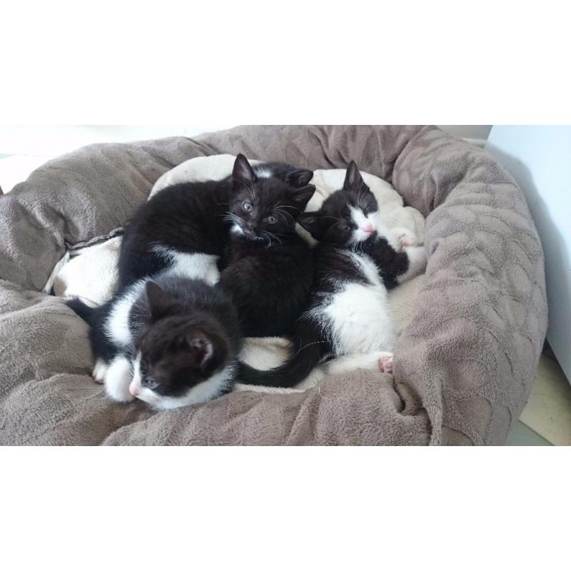 3 very cute kittens for sale 2 girls 1 boy
