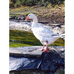Geese for sale