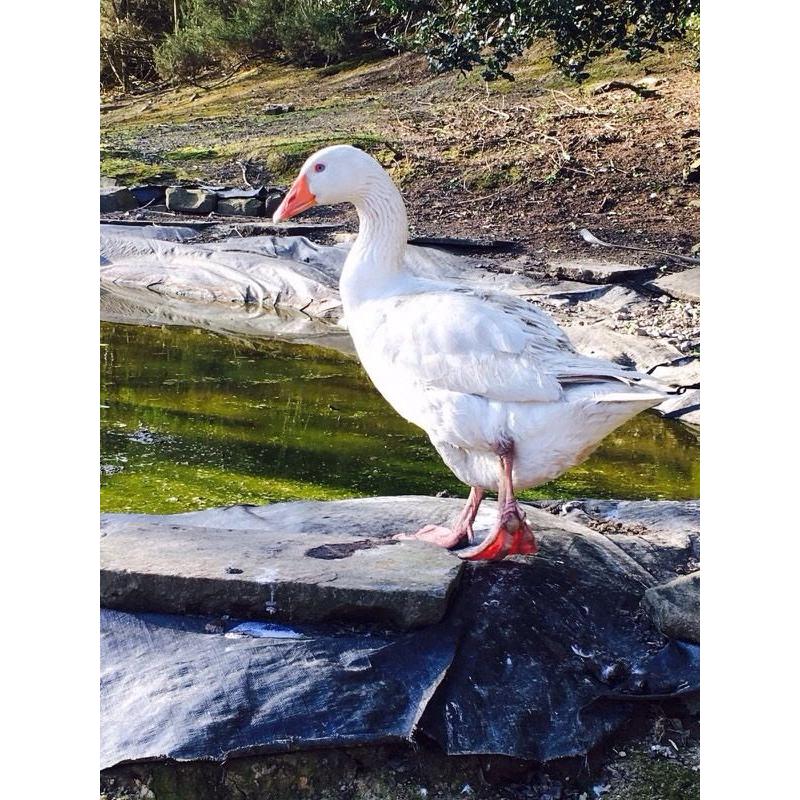 Geese for sale
