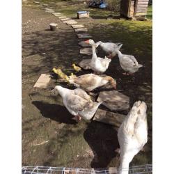 Geese for sale