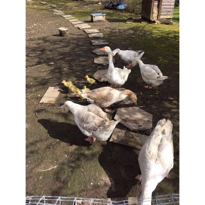 Geese for sale