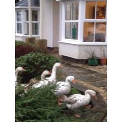 Geese for sale