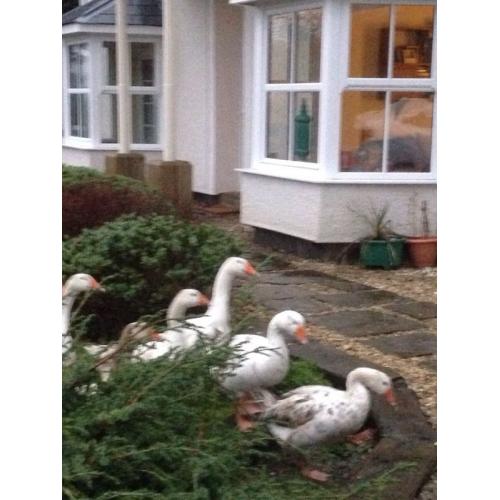Geese for sale