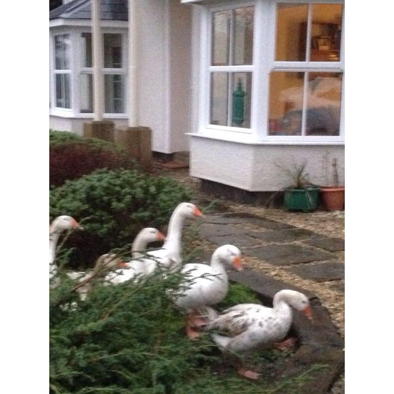 Geese for sale