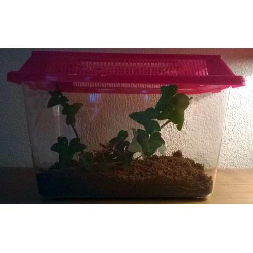 Stick Insect Starter Kit Vivarium